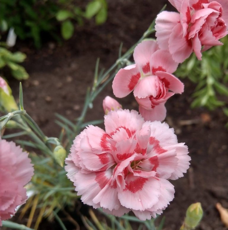 Shakespeare's Favourite Flowers The Carnation