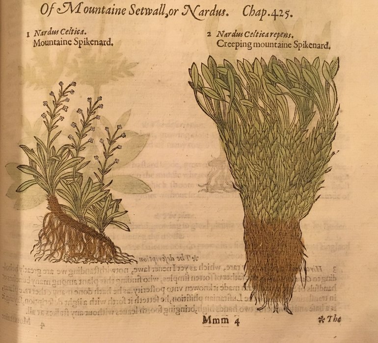 National Gardening Week Tudor Plants